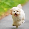 Running Maltipoo Dog Diamond Paintings