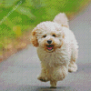 Running Maltipoo Dog Diamond Paintings