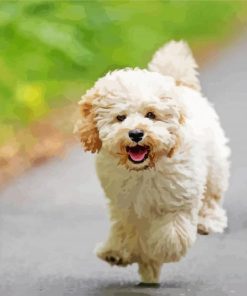 Running Maltipoo Dog Diamond Paintings