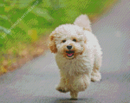 Running Maltipoo Dog Diamond Paintings