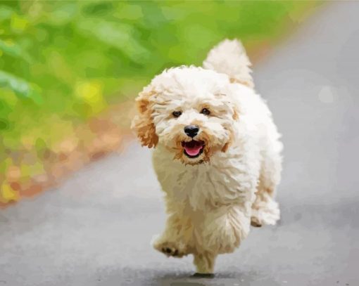 Running Maltipoo Dog Diamond Paintings