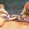 Sleepy Fox Couple Diamond Paintings