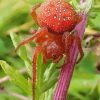 Strawberry Red Spider Diamond Paintings