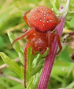 Strawberry Red Spider Diamond Paintings