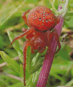 Strawberry Red Spider Diamond Paintings