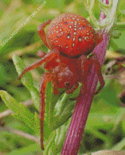 Strawberry Red Spider Diamond Paintings