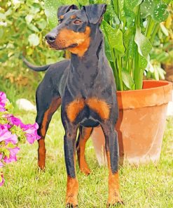 The Manchester Terrier Dog Diamond Paintings