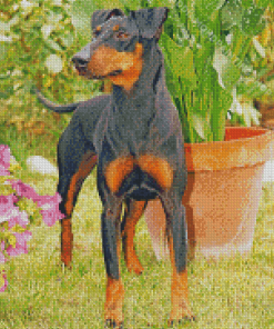 The Manchester Terrier Dog Diamond Paintings