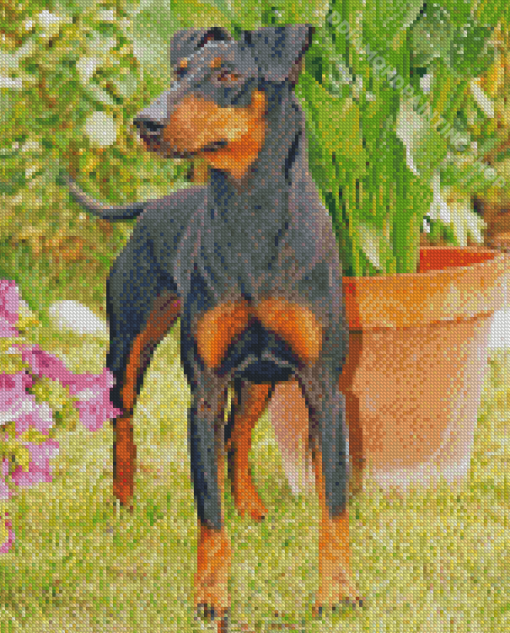 The Manchester Terrier Dog Diamond Paintings