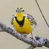 Western Meadowlark On Branch Diamond Paintings