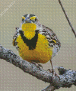 Western Meadowlark On Branch Diamond Paintings