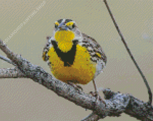 Western Meadowlark On Branch Diamond Paintings