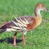 Whistling Duck Bird Diamond Paintings