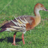 Whistling Duck Bird Diamond Paintings