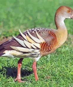 Whistling Duck Bird Diamond Paintings