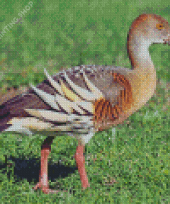 Whistling Duck Bird Diamond Paintings