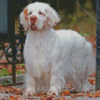 White Clumber Spaniel Dog Diamond Paintings