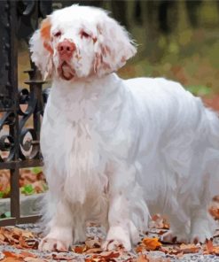 White Clumber Spaniel Dog Diamond Paintings