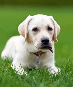 White Labrador Puppy Dog Diamond Paintings