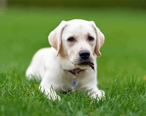 White Labrador Puppy Dog Diamond Paintings