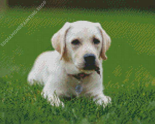 White Labrador Puppy Dog Diamond Paintings