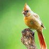 Aesthetic Juvenile Cardinal Diamond Paintings