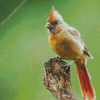 Aesthetic Juvenile Cardinal Diamond Paintings