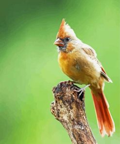 Aesthetic Juvenile Cardinal Diamond Paintings