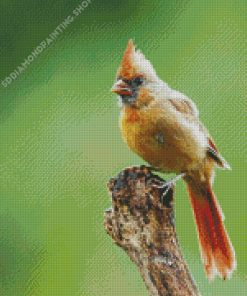 Aesthetic Juvenile Cardinal Diamond Paintings