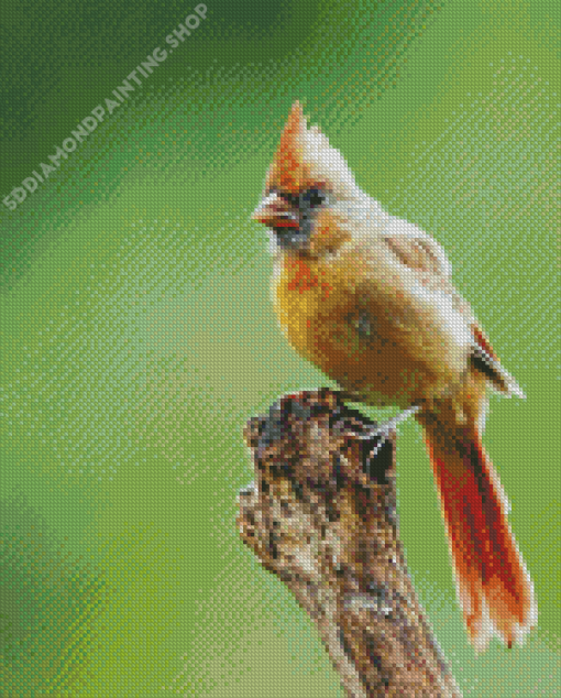 Aesthetic Juvenile Cardinal Diamond Paintings