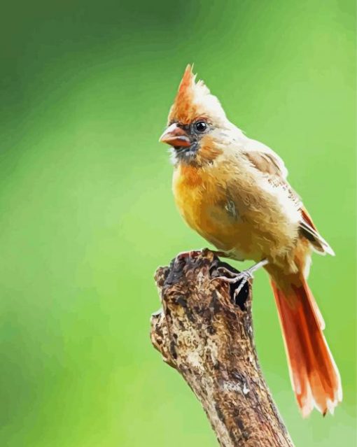 Aesthetic Juvenile Cardinal Diamond Paintings