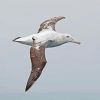 Albatross Bird Diamond Paintings