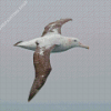 Albatross Bird Diamond Paintings