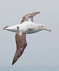 Albatross Bird Diamond Paintings