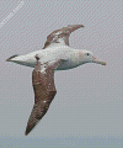 Albatross Bird Diamond Paintings