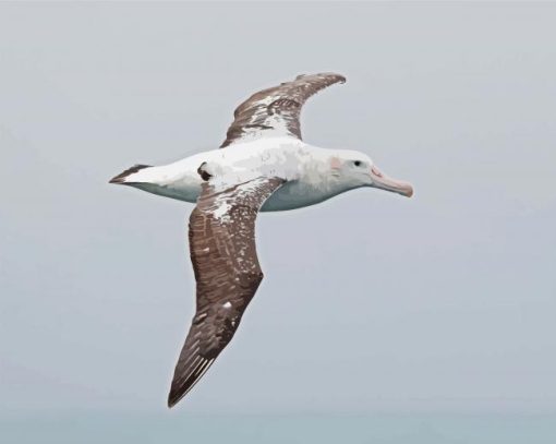 Albatross Bird Diamond Paintings