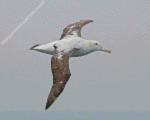 Albatross Bird Diamond Paintings