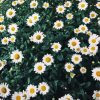 Beautiful Field Of Daisies Diamond Paintings