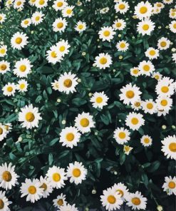 Beautiful Field Of Daisies Diamond Paintings