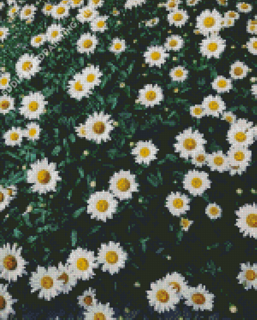 Beautiful Field Of Daisies Diamond Paintings