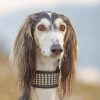 Beautiful Saluki Dog Diamond Paintings