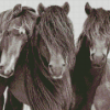 Black And White Sable Island Horses Diamond Paintings