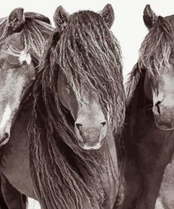 Black And White Sable Island Horses Diamond Paintings