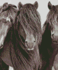 Black And White Sable Island Horses Diamond Paintings