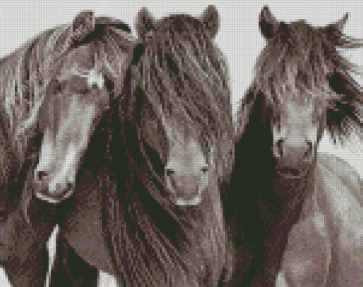 Black And White Sable Island Horses Diamond Paintings