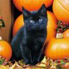 Cute Black Halloween Cat Diamond Paintings