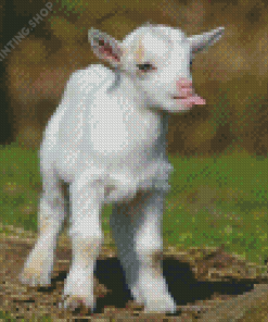 Cute Funny White Goat Diamond Paintings