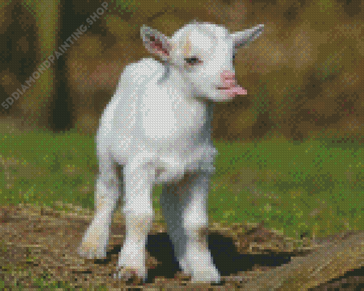 Cute Funny White Goat Diamond Paintings