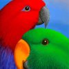 Eclectus Parrots Heads Diamond Paintings