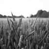 Field Wheat Black And White Diamond Paintings